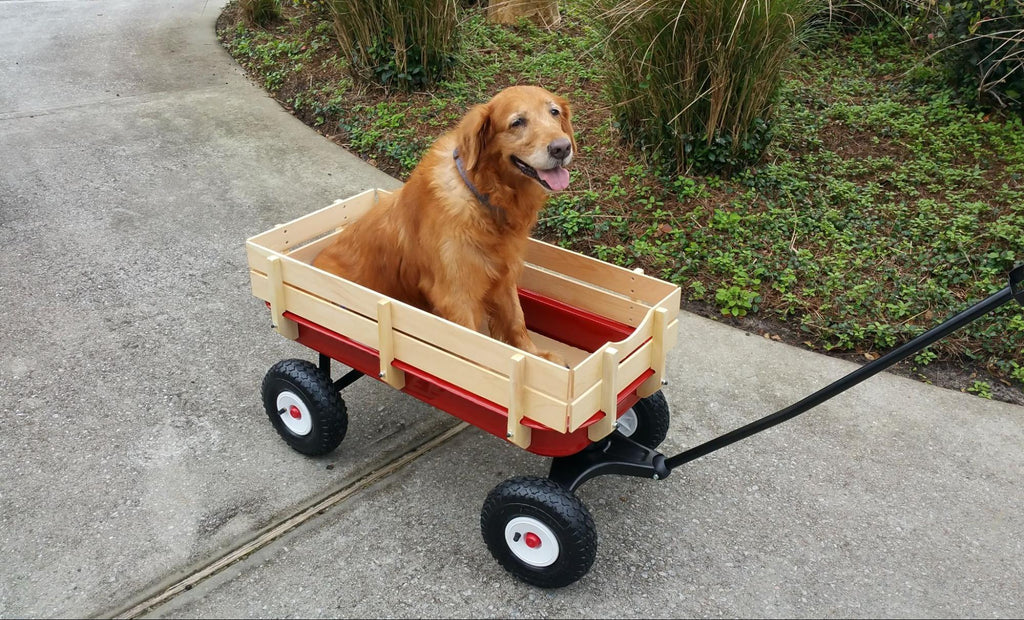 elderly-golden-retriever-being-pulled-in-wagon