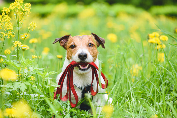 dog with leash in mouth wanting to walk in tall grass that could have ticks