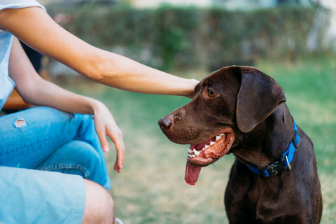 Bad Breath For Dogs