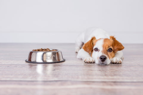 The Shortcomings of the Dry Dog Kibble