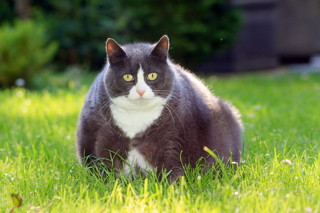 overweight-cat-standing-in-grass