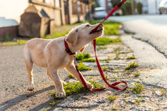 puppy-exercising-by-going-for-walk-on-leash