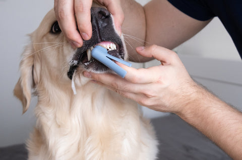 man using dog toothbrush on finger to brush dog's teeth