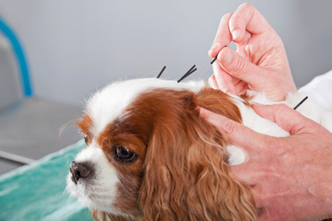 dog-being-given-veterinary-acupuncture