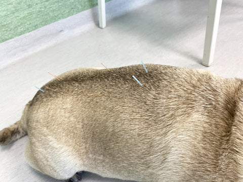 veterinary-acupuncture-on-dog