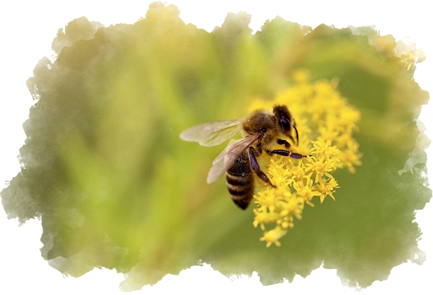 巣の環境を整えているミツバチ