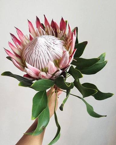 Photo of someone holding pink king protea