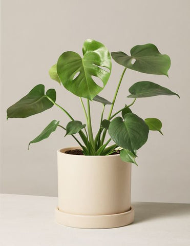 Photo of a monstera plant in a cream colored pot.