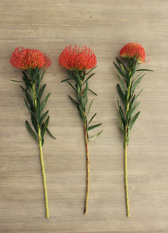 Image of three stems of orange pin cushion protea laying on a table.