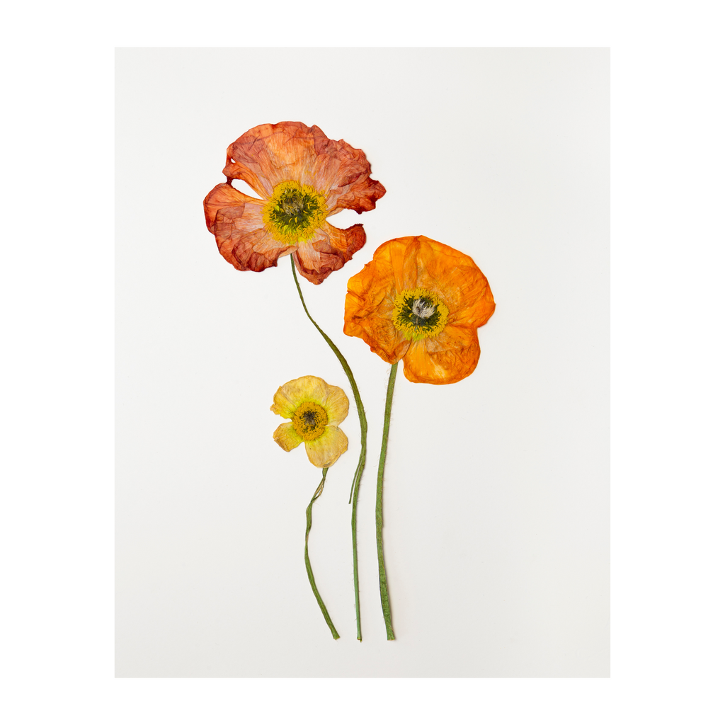 Poppy Prints