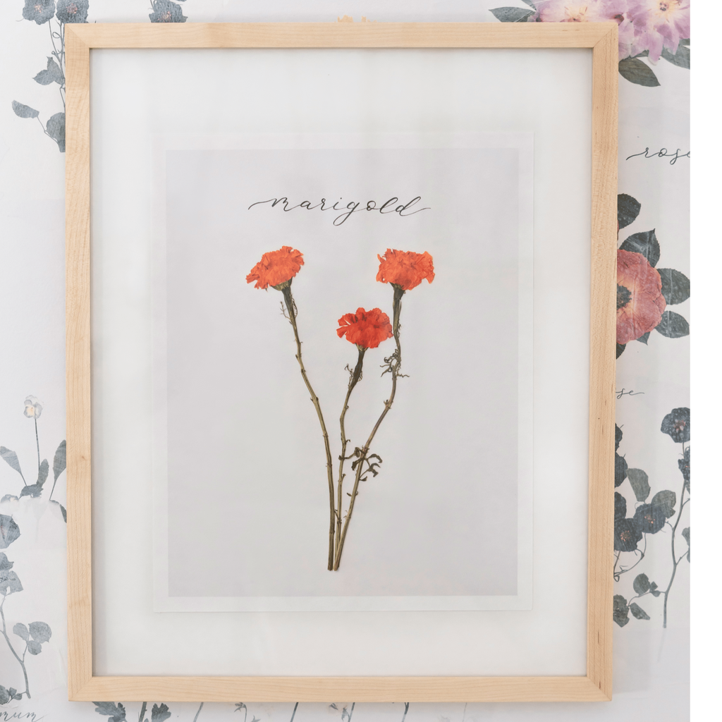 Peach Carnation Flower Botanical Wall Art Print by Michelle Mospens