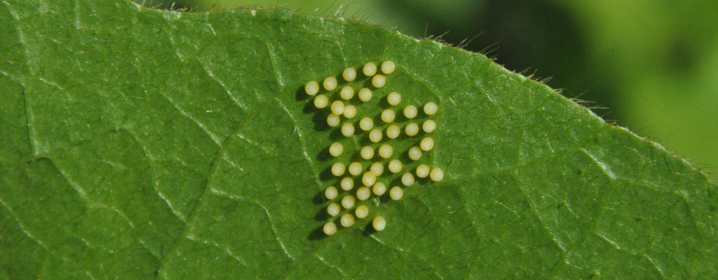 Butterfly Eggs – Otters and Butterflies