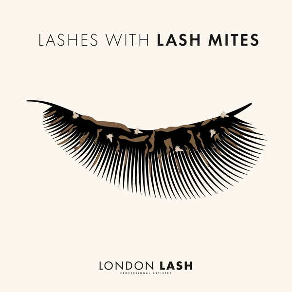 lash mites graphic