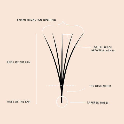 A diagram of the perfect lash fan