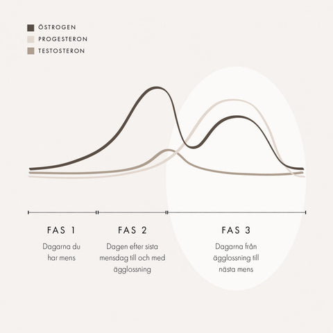 what are the phases of the menstrual cycle