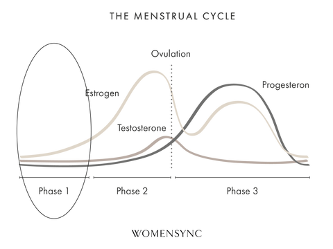 phase 1 menstrual cycle