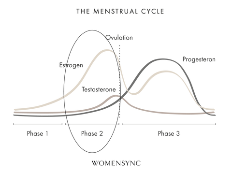 phase 2 menstrual cycle