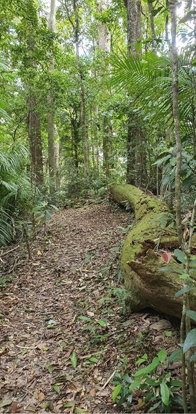 Cairns to Port Douglas Ultra Course