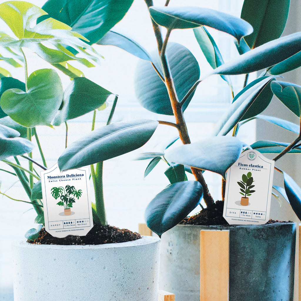 Houseplant care tags in plant pots