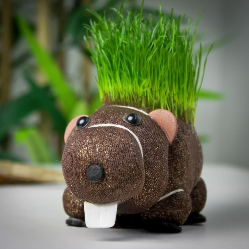 grow your own hairy beaver gift