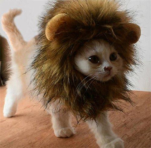 cat lion wig