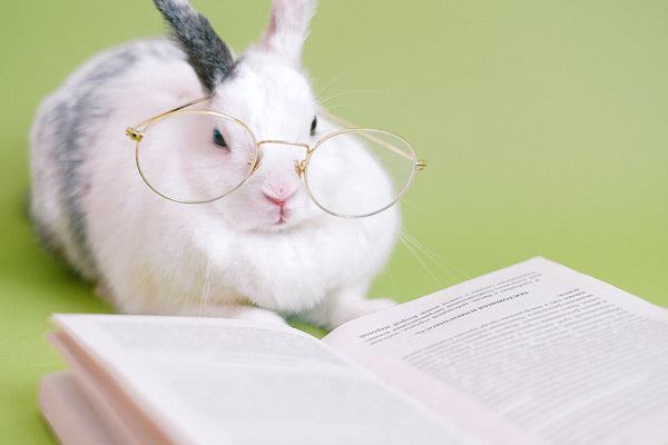 Rabbit reading a book