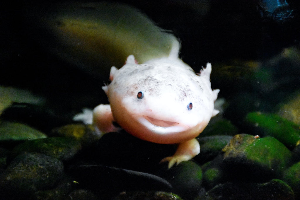 axolotl underwater