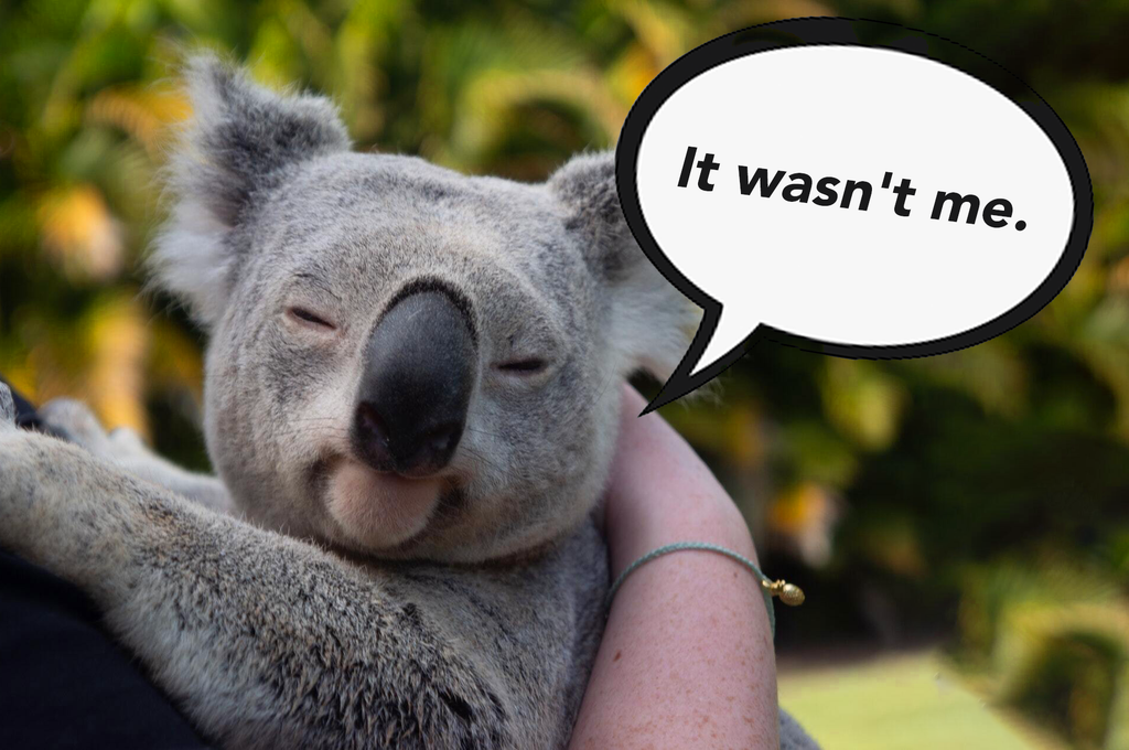koala hugging a human with a speech bubble saying: "it wasn't me."