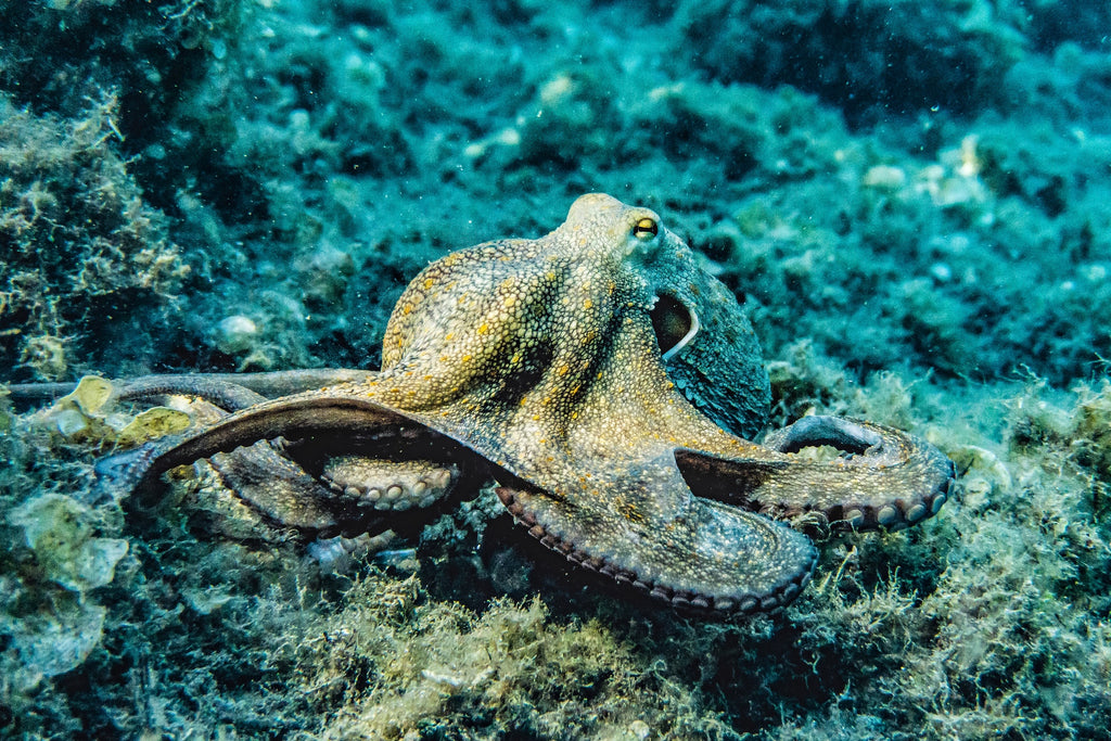 octopus swimming along the seabed