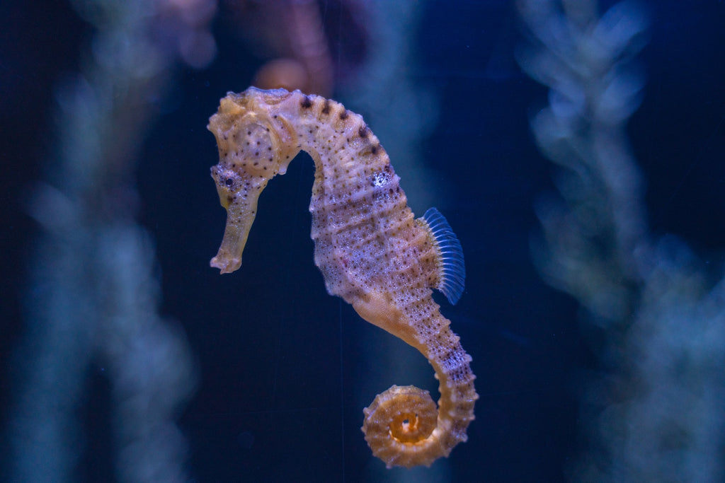 seahorse in water