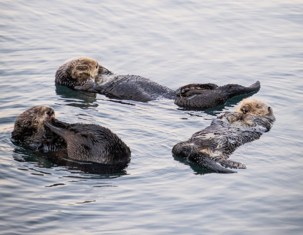 otters sleeping in water