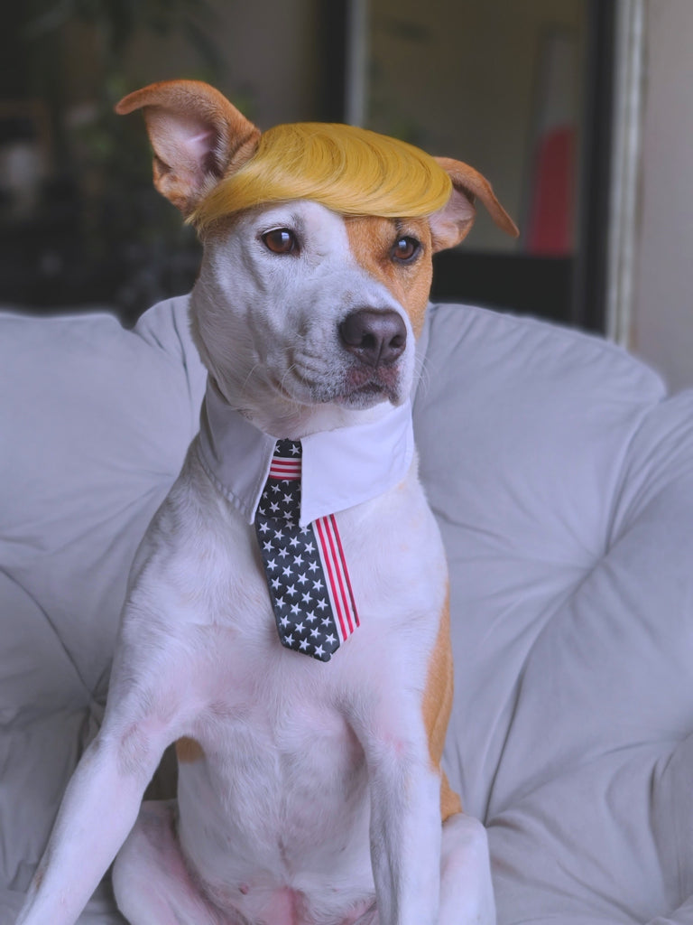 a dog that looks like Donald Trump