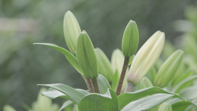 The language of flowers - La Florela