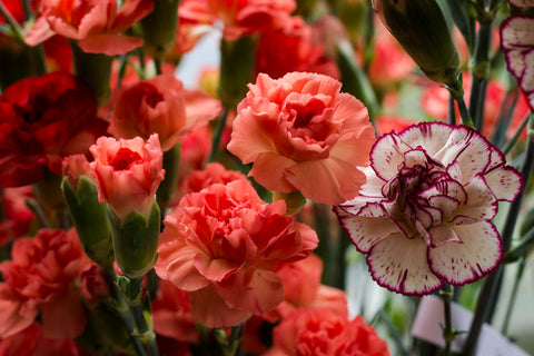 Carnations - La Florela