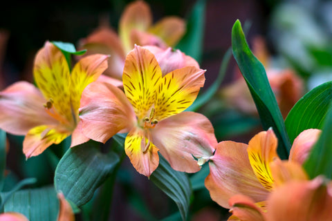 Fresh Alstroemerias - La Florela