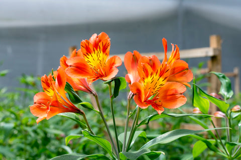 Beautiful Carnations - La Florela