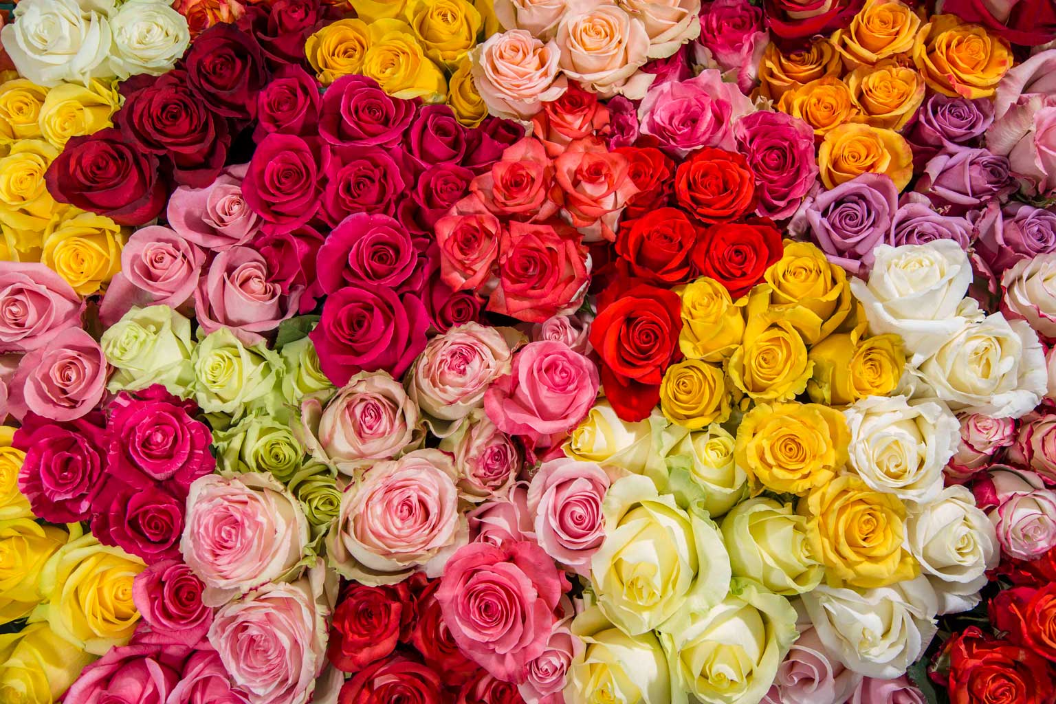 La Florela roses - flowers that symbolize love