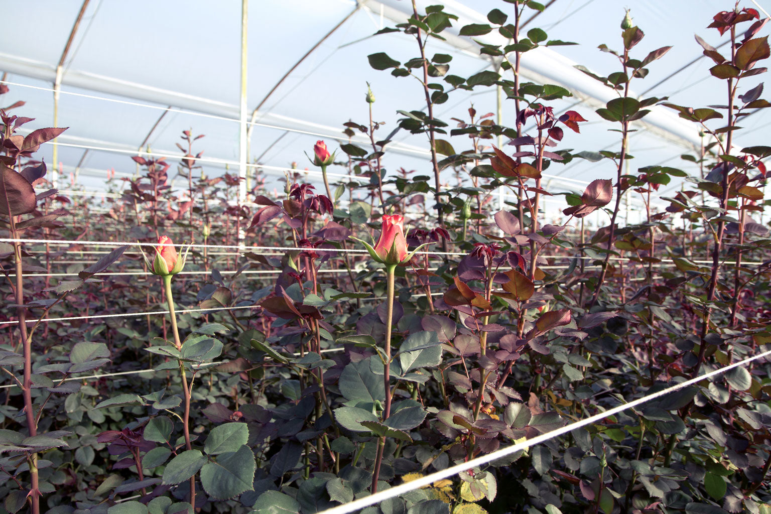  flower growing - La Florela