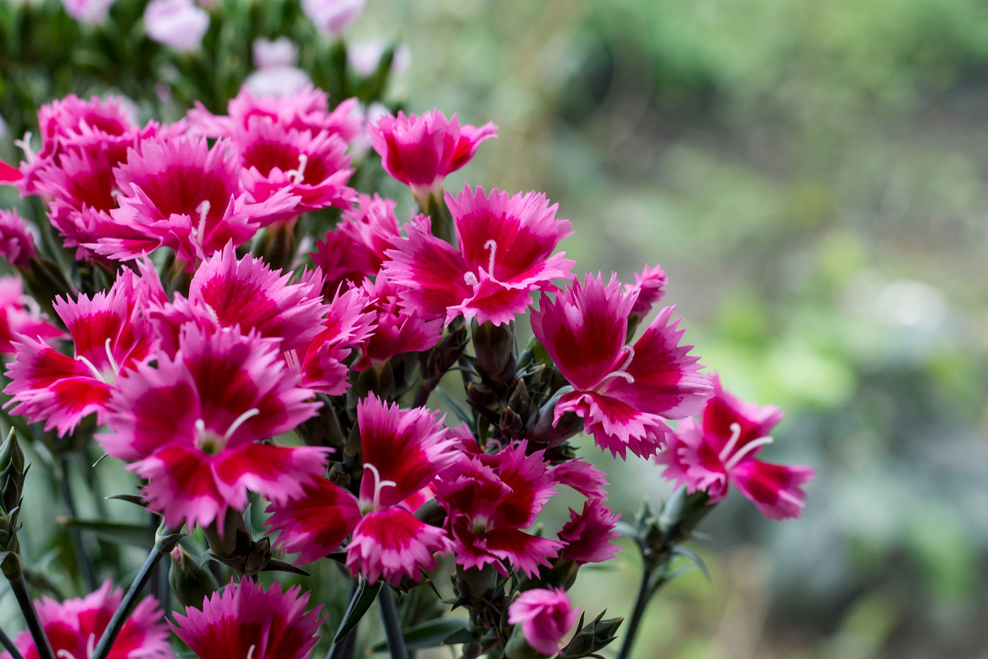 farming flowers - La Florela