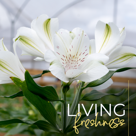 Living Freshness - la Florela
