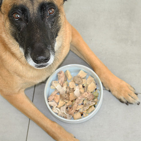 Geschenketipp für Hunde: Weihnachtsmenü