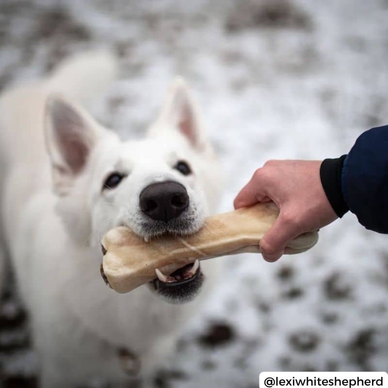 PÂTÉE POUR CHIEN SANS CÉRÉALES WOLFOOD - AGNEAU ET POISSONS – THE WOUF