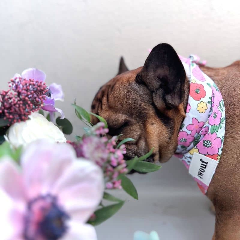 SNOOD POUR CHIEN EN COTON LOU & CO - ROSE MOTIFS COEURS – THE WOUF