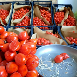 Piennolo del Vesuvio Tomato D.O.P. - 2 kg