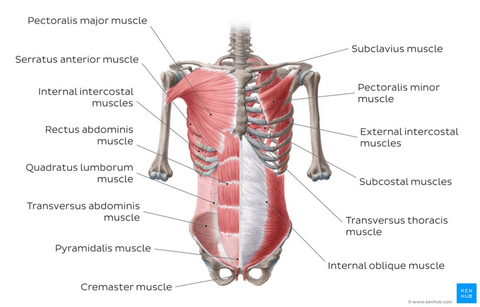 core anatomy