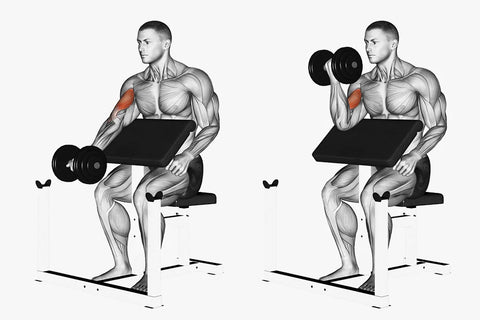 Preacher Curls | https://cdn.shopify.com/s/files/1/1497/9682/files/Preacher_Curl_Muscles_Worked.jpg?v=1669212154