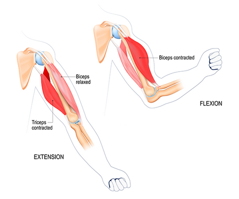 Bicep Muscle Chart | https://bod-blog-assets.prod.cd.beachbodyondemand.com/bod-blog/wp-content/uploads/2022/06/14153558/arm-muscles-600-extension-flexion.png