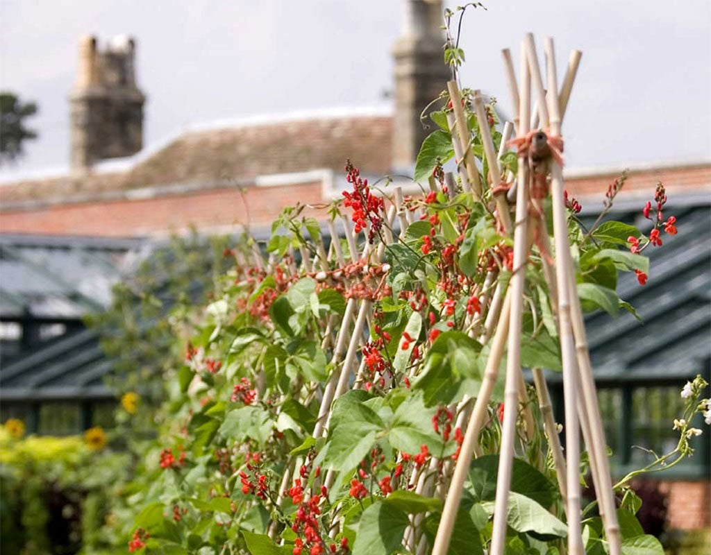 Heavy Duty Bamboo Garden Canes