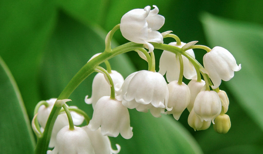 Lily of the Valley