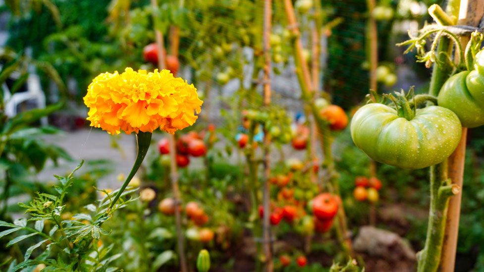 Tomatoes and Marigolds